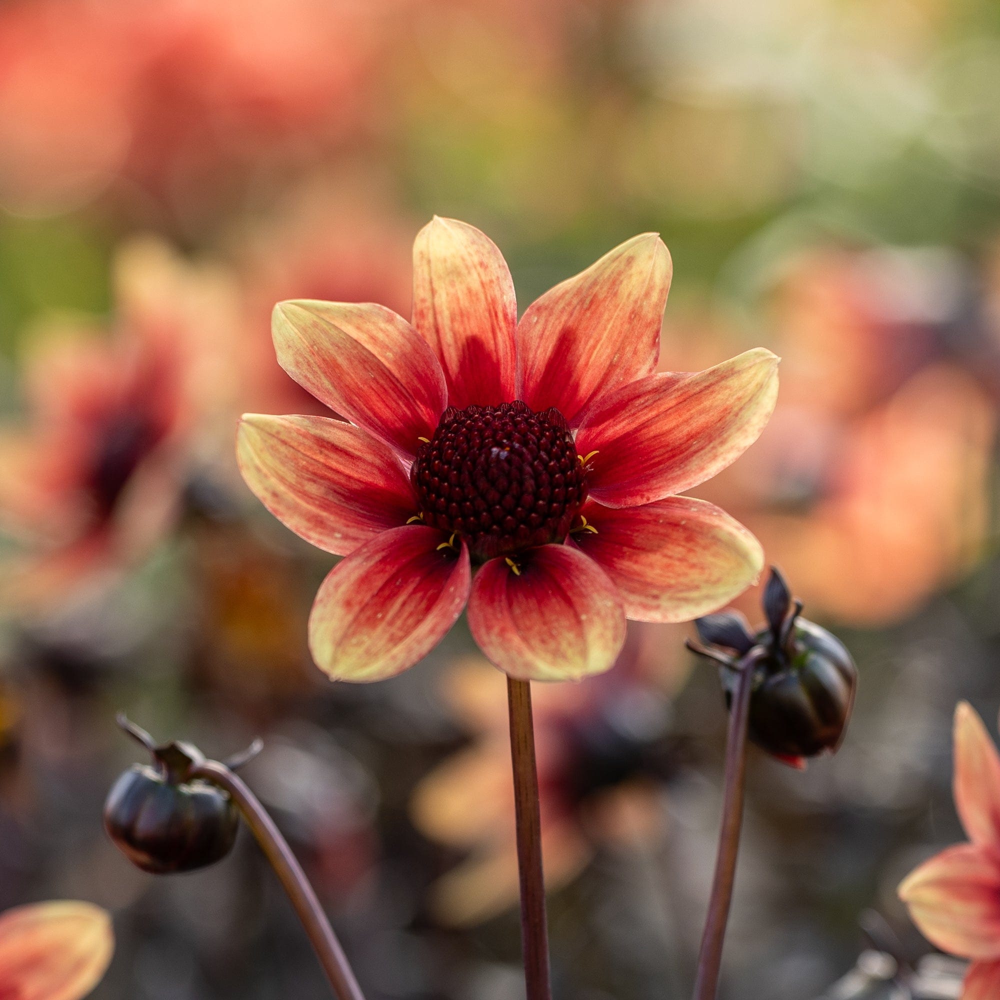 Dahlia 'Dragon Ball'